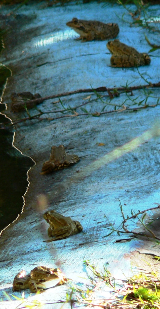 rana in sardegna - Pelophylax cfr. ridibundus, alloctono